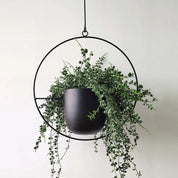 FloraFrame | Appendiabiti da Parete Moderno con Design Minimalista | Porta Piante per Aggiungere Verde agli Interni 2