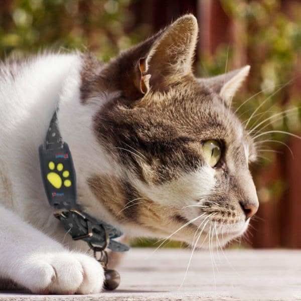 Localizzatore GPS per Gatti | Collare GPS con Aggiornamenti in Tempo Reale | Design Compatto per Sicurezza e Comfort 3